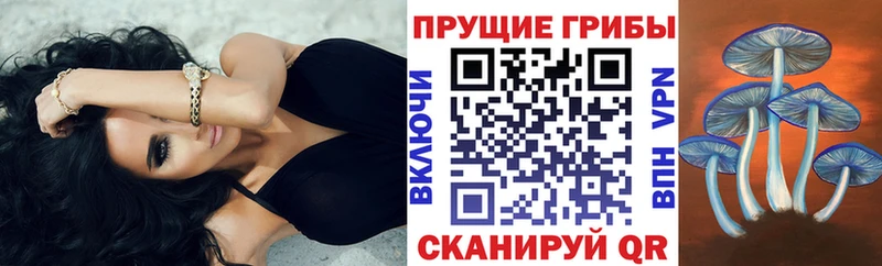 Купить  Иваново  Псилоцибиновые грибы Cubensis 